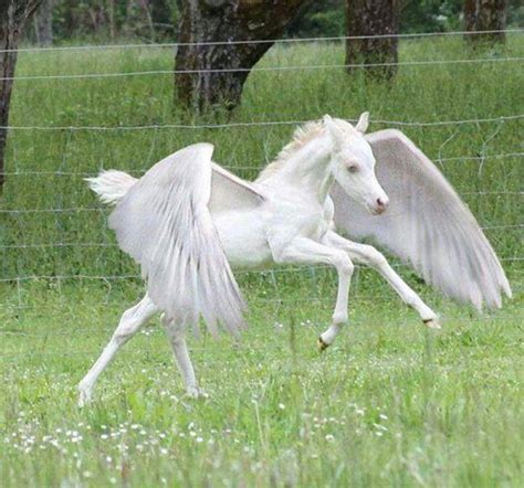 Real Baby Pegasus