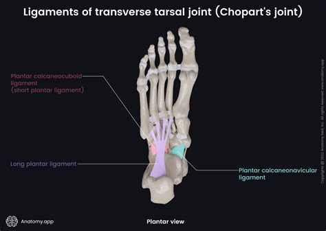 Transverse tarsal joint (Chopart's joint) | Encyclopedia | Anatomy.app ...