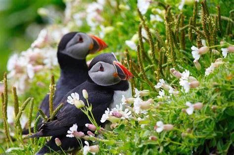 Wallpaper : Atlantic puffins, Ireland, flowers, animals, nature ...