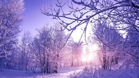 Snow covered Winter Trees Wallpapers | HD Wallpapers | ID #29988