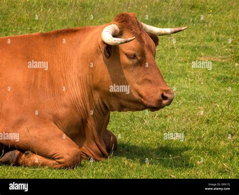 Head and shoulders of brown bull with horns lying down in green Stock Photo: 61269030 - Alamy