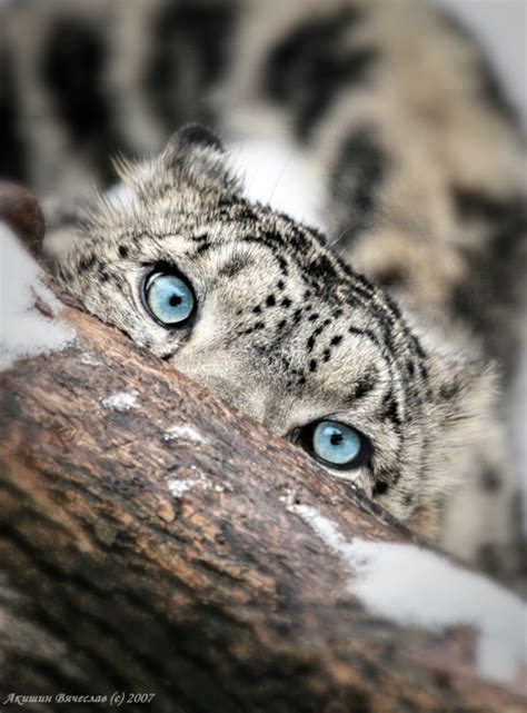 Snow leopard | Animals photos