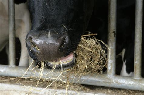 Nutritional strategies for healthy cows - Dairy Global