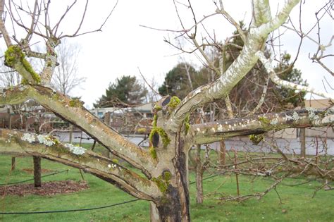 Pear and Apple Tree Pruning – On The Banks of Salt Creek