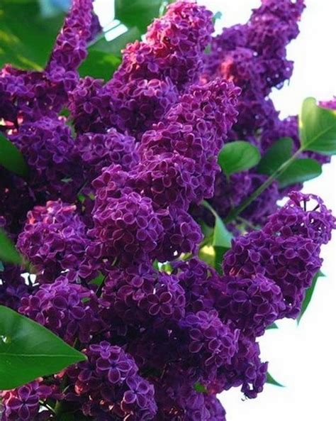 1038 best Lilacs images on Pinterest | Lilac bushes, Beautiful flowers and Lilac flowers