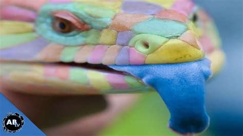 Colorful Lizards