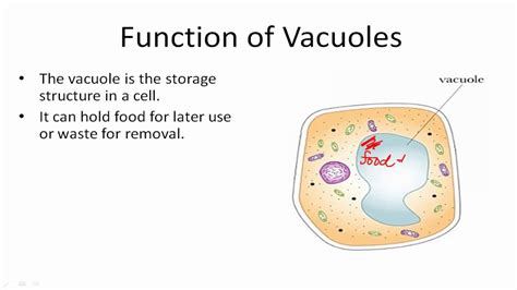 NCERT Class 9 Science Solutions: Chapter 5 the Fundamental Unit of Life Part 3- FlexiPrep