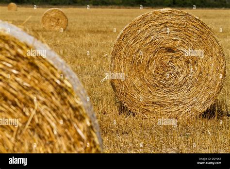 Straw bales in the light of sunset Stock Photo - Alamy