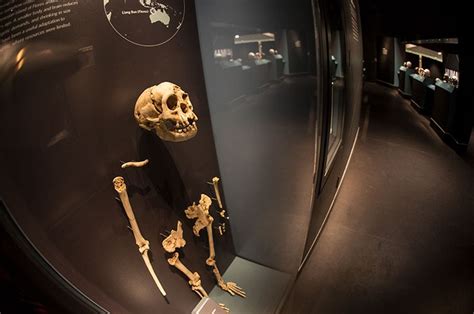 Homo floresiensis: the real-life 'hobbit'? | Natural History Museum