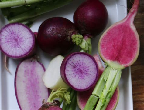 Growing Specialty Radishes in the Northeast - FineGardening