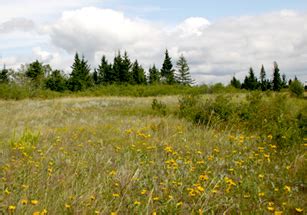 Prairie Types - Prairie Pollination