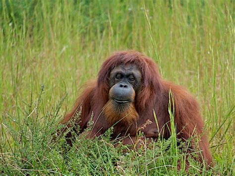 Orangutan Habitat and Distribution