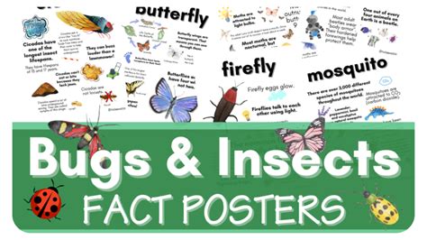 Insects For Kids | Kids Matttroy