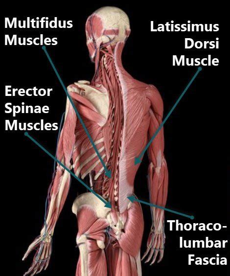 Lower Muscles of Back Anatomy and Low Back Pain (2023)