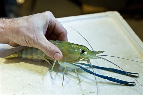 Basement Aquaponics and Raising Tilapia » FreestyleFarm