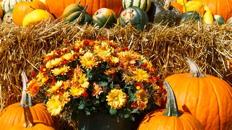 Fall Harvest Display Free Stock Photo - Public Domain Pictures