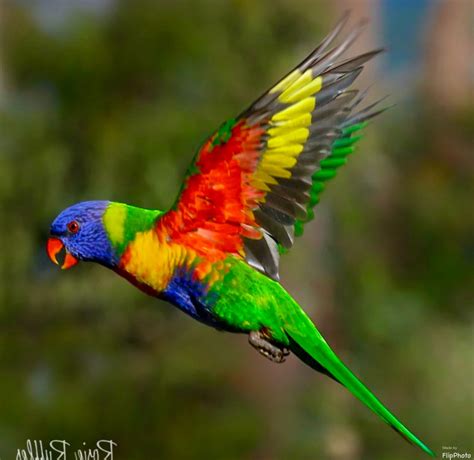 Lear s macaw – Artofit