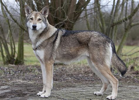 Saarloos Wolfdog Breed Info, History, Temperament, Training, Puppy, Pictures