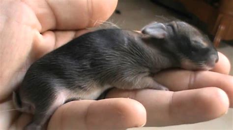 Newborn Baby Bunnies - YouTube