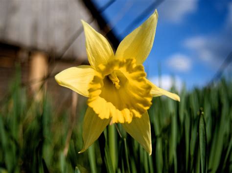 Narcissus Yellow Flower - Free photo on Pixabay - Pixabay