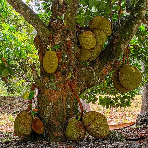 Jackfruit - Brooks Tropicals