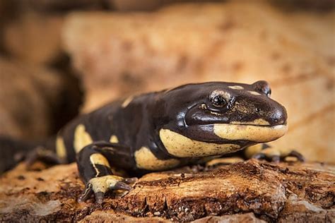 Tiger Salamander Habitat