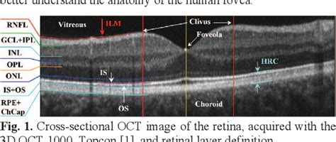 [PDF] Automated segmentation of retinal layers in OCT imaging and derived ophthalmic measures ...