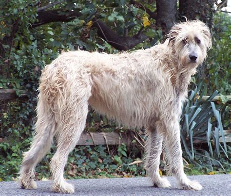 Everything about your Irish Wolfhound - LUV My dogs