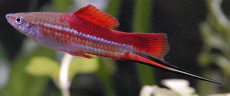 Breeding and Rearing Live-bearing Species of Fish | Freshwater fish, Exotic fish, Tropical fish ...