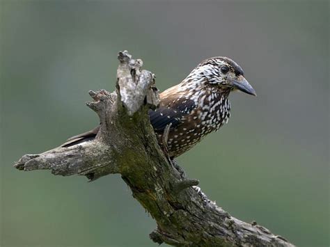 Spotted Nutcracker | Bird, Photographer, Birds