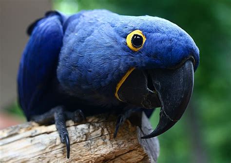 Bird Directory: Hyacinth Macaw Parrot