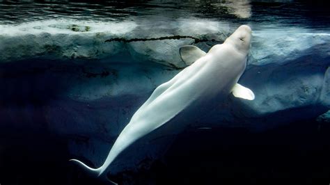 Beluga whale - WWF Arctic