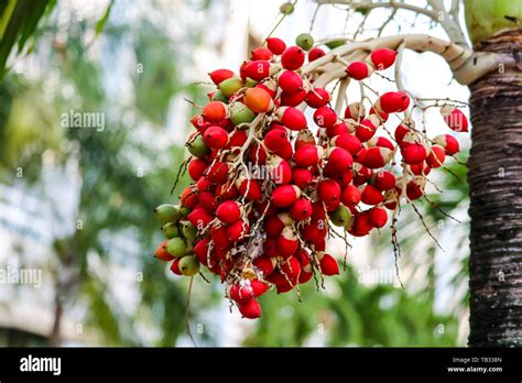 Palm oil seeds hi-res stock photography and images - Alamy