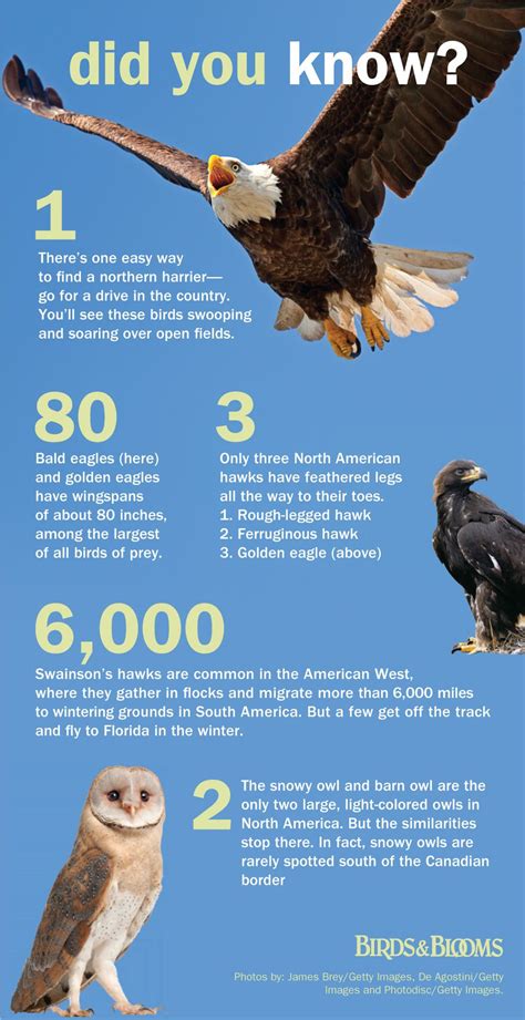 Falcon Images: Golden Eagle Fun Facts