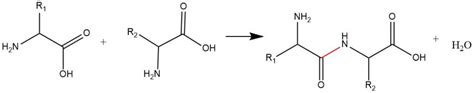 Organic Chemistry: Condensation Reactions | ChemTalk