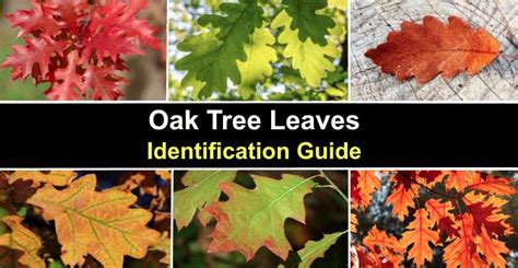 How To Identify An Oak Tree Without Leaves - Infoupdate.org