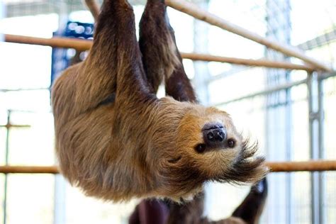 Slow Down & Make Friends at This Sloth Sanctuary