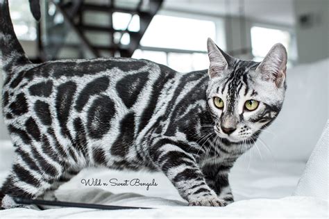 Silver Bengal Cats For Sale Uk