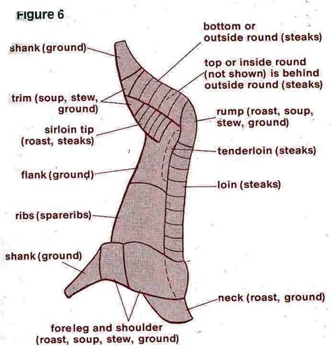 Cuts Of Venison Diagram