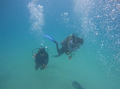 PADI Divemaster Course - GALAPAGOS BLUE EVOLUTION