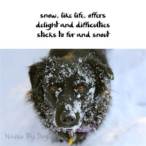 Haiku by Dog: Snow : Life with Dogs and Cats