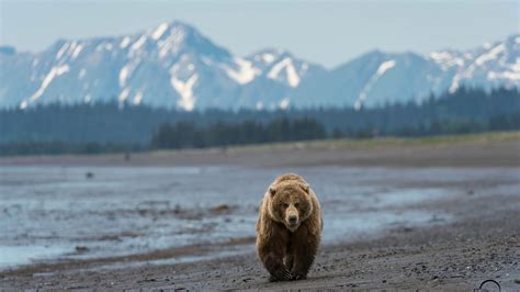 Grizzly Bear Wallpaper Desktop Background - WallpaperSafari