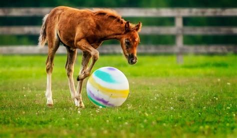 Toys For Horses To Play With - Helpful Horse Hints