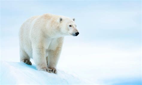 Polar Bear | Species | WWF