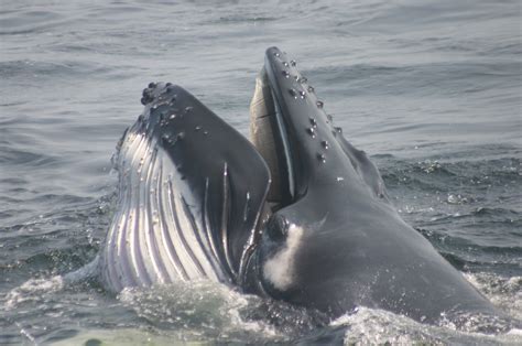 Feeding Humpback | Whale watching trip, Whale, Whale watching