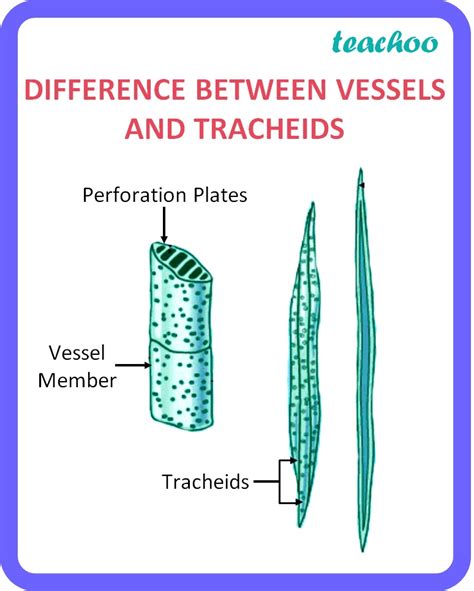 [Solved] Following are certain statements regarding tracheary element