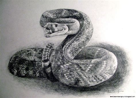 Realistic Snake Drawing at PaintingValley.com | Explore collection of ...