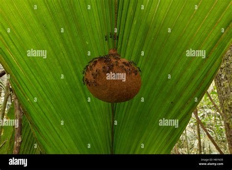 Wasp (Vespidae) nest under leaf, Suriname Stock Photo - Alamy