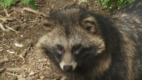 Raccoon Dog Looks Up Towards Camera. When Used On Clothing, The Fur Of The Raccoon Dog ...