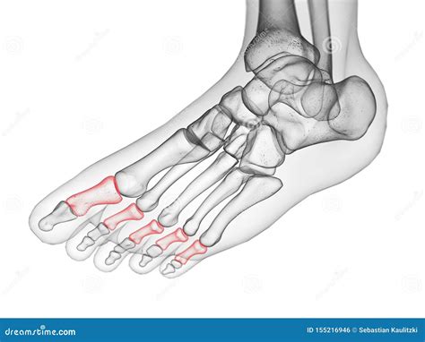 The middle phalanx bone stock illustration. Illustration of transparent - 155216946